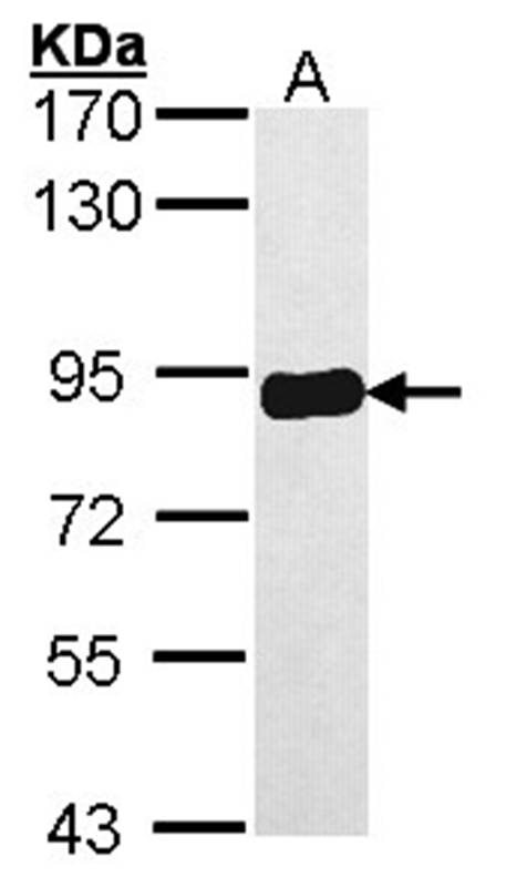 PRKCSH antibody