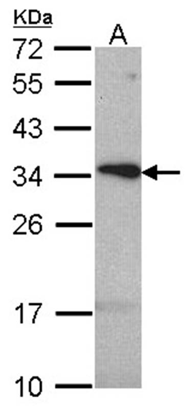 tetraspan 1 antibody
