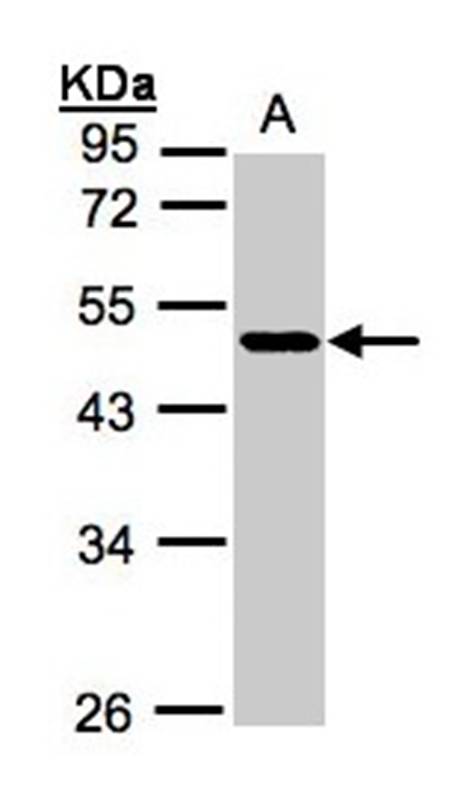 NEGR1 antibody