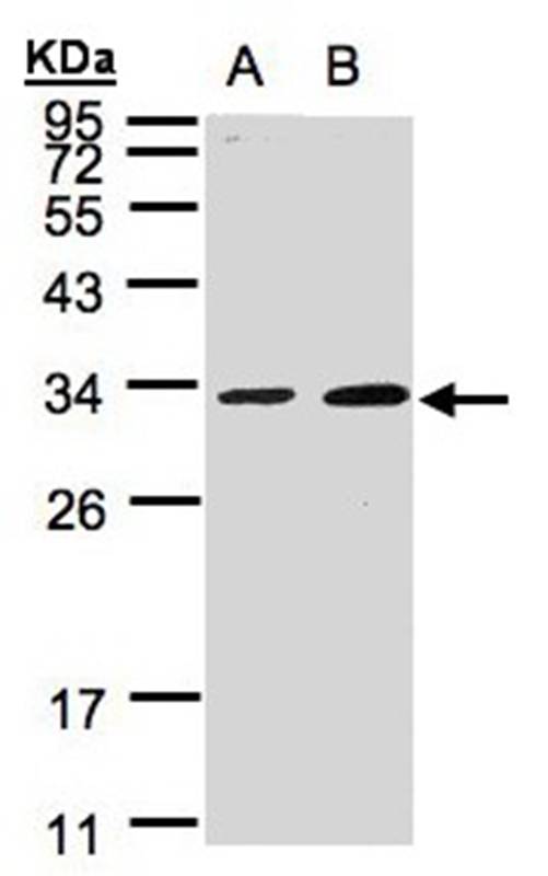 MAF1 antibody