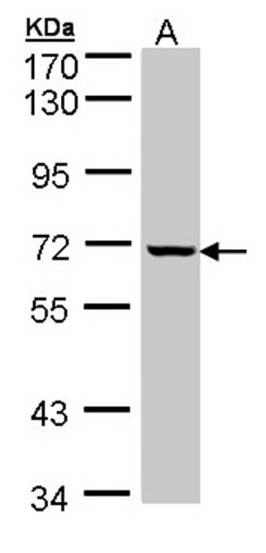 GLE1 antibody