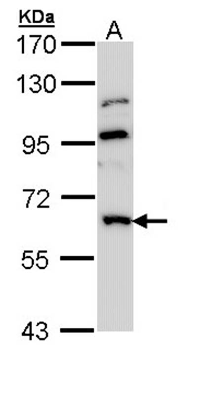 GnT-III antibody