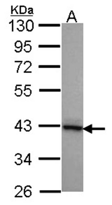 DNAJB2 antibody