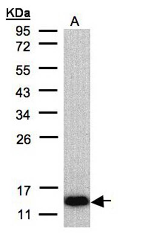 cytochrome c oxidase subunit VIa polypeptide 2 precursor antibody