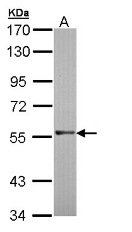 RAG2 antibody