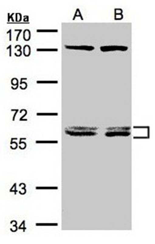 DNAJC7 antibody