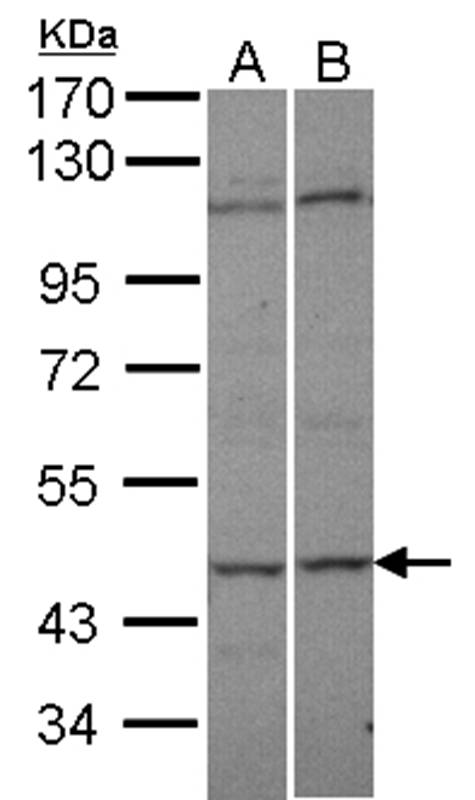 C9orf98 antibody