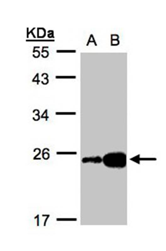 ILBP antibody