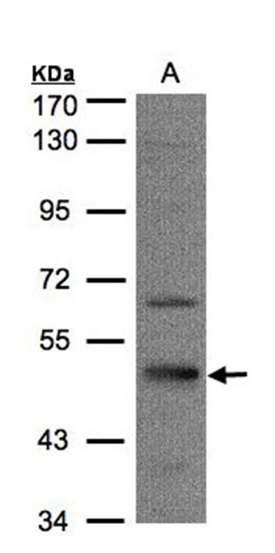 7-Sep antibody