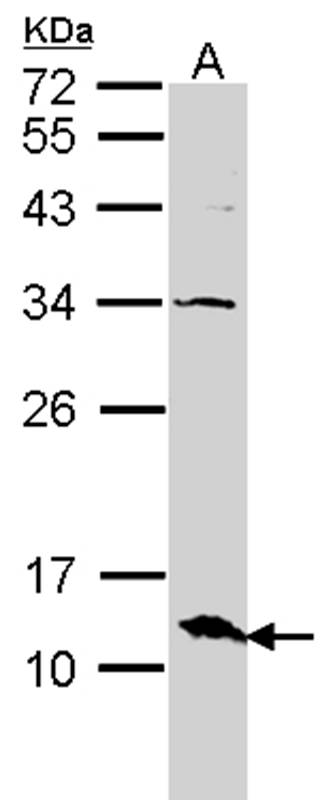 ERH antibody