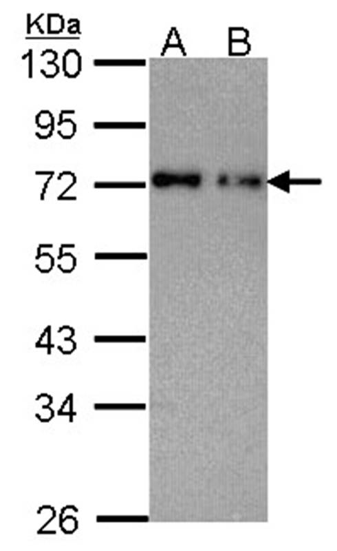 nucleoporin p62 antibody