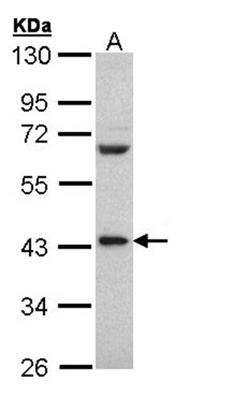 PCBP2 antibody