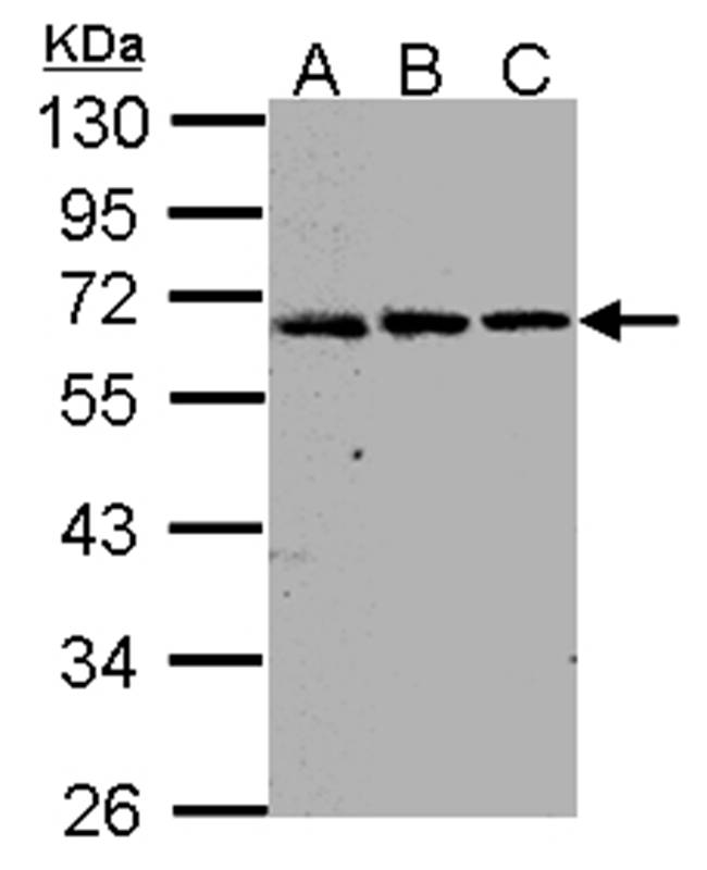 FGFR-5 antibody