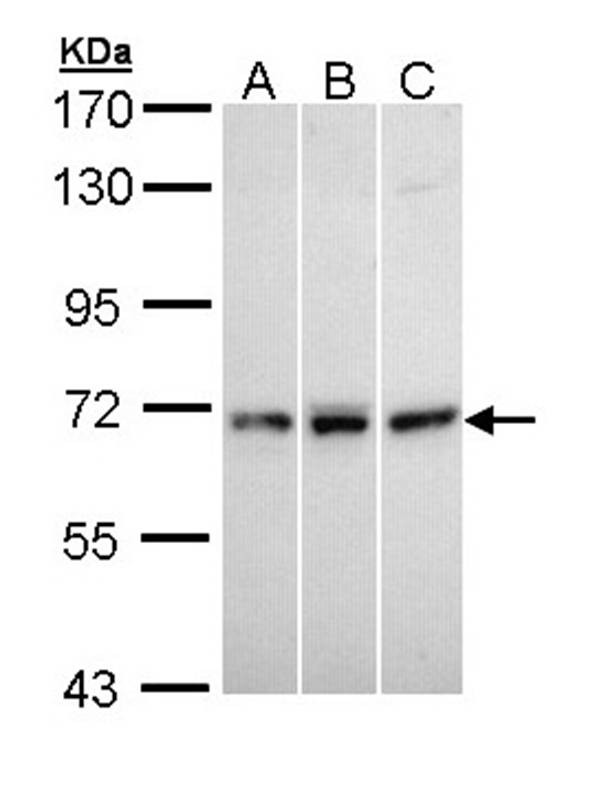 MX1 antibody