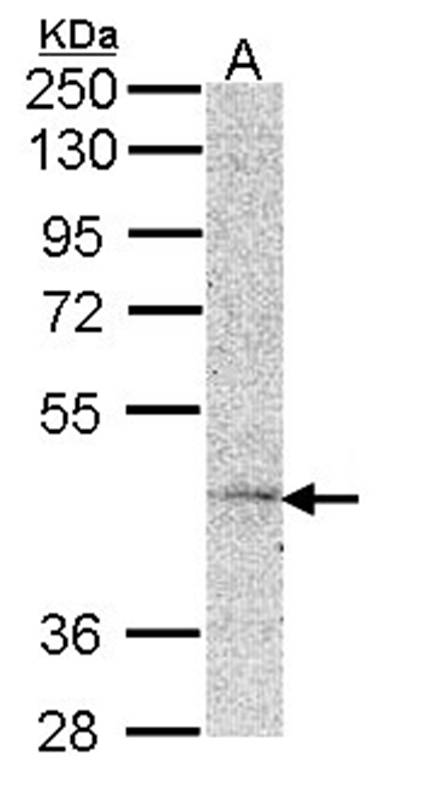 MC5-R antibody