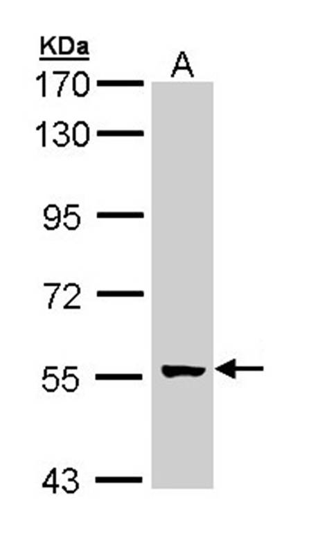glial cells missing homolog 2 antibody