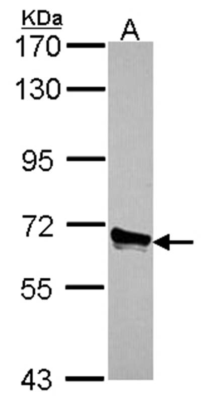 ACOX3 antibody