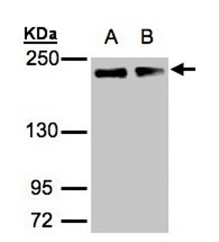 Golgi autoantigen, golgin subfamily a, 3 antibody