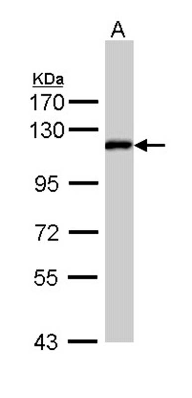 ZHX2 antibody