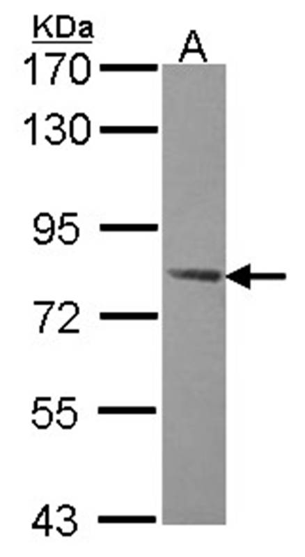 AMPK gamma-2 antibody