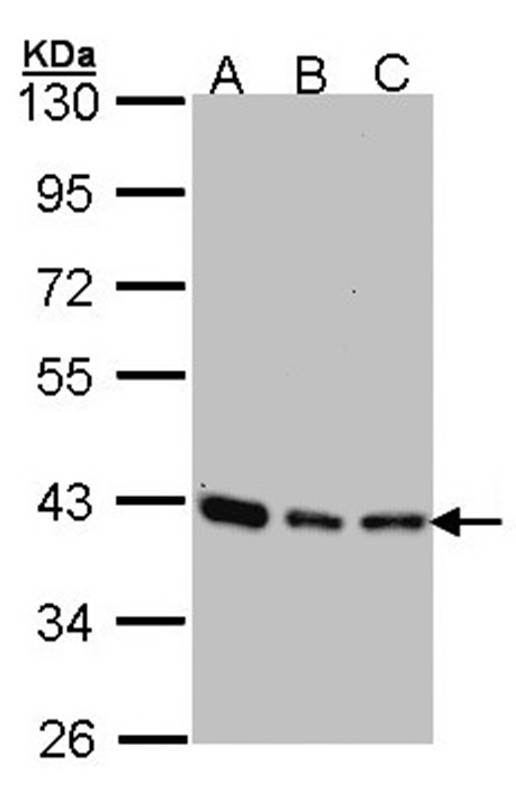 SEC13 protein isoform 1 antibody