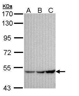 GIRK1 antibody