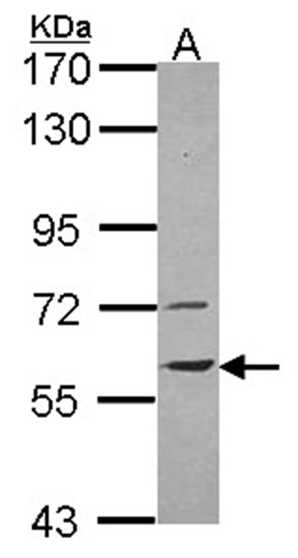 vanin antibody