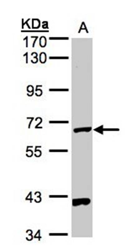 PANK1 antibody
