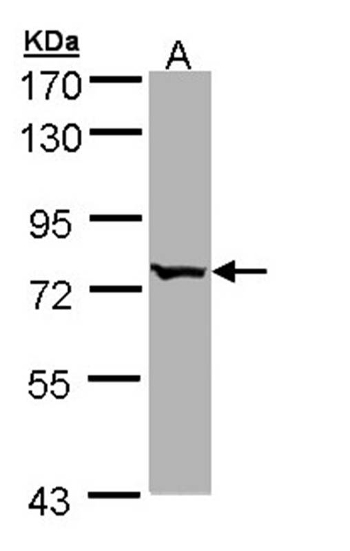 FLJ23560 antibody