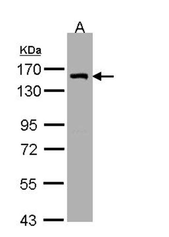 DKFZP686A01247 antibody