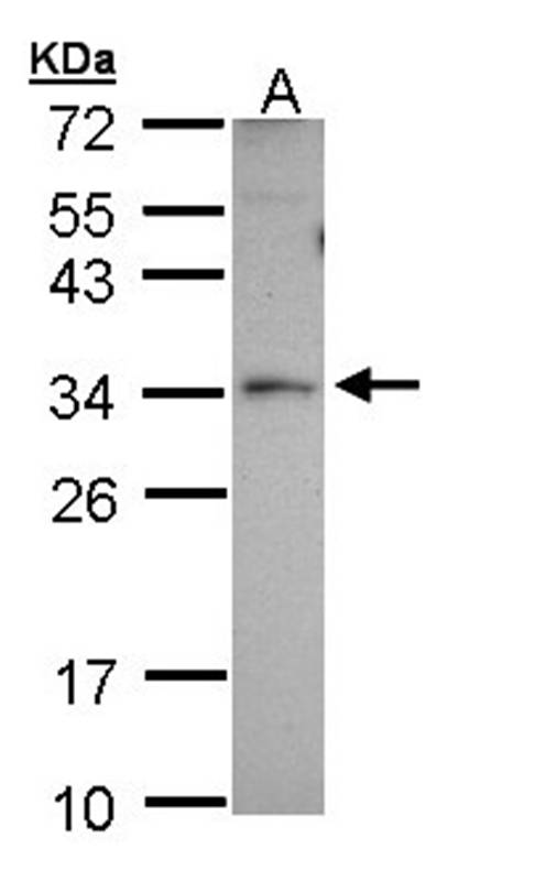 Peroxin 26 antibody