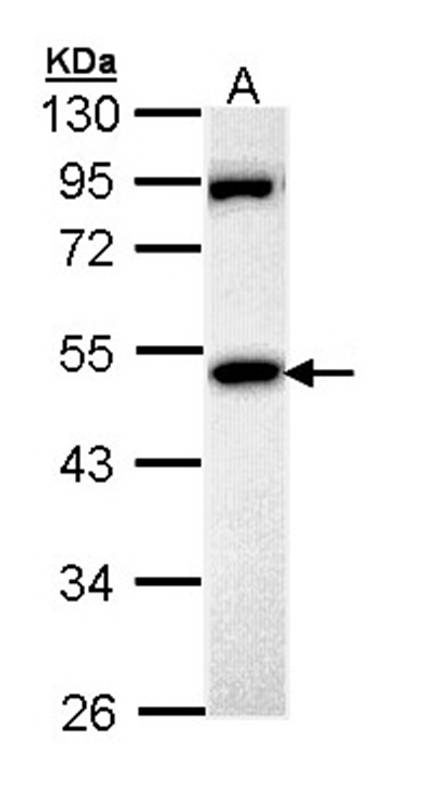 MPP1 antibody