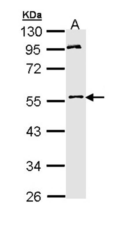 MPP1 antibody