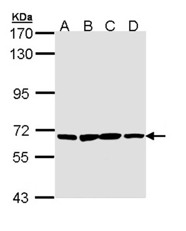 PABP1-dependent poly A-specific ribonuclease subunit PAN3 antibody
