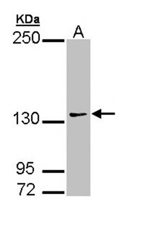 AUTS2 antibody