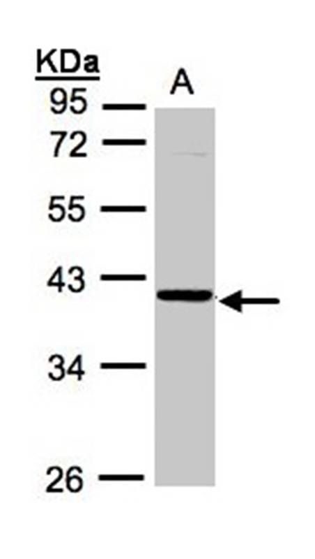ASB4 antibody