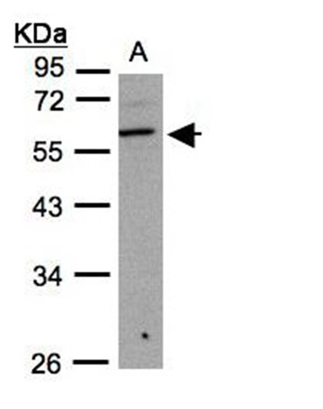 beta3Gn-T3 antibody