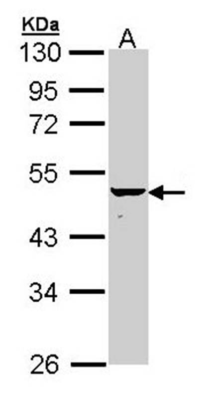 KRTHA4 antibody
