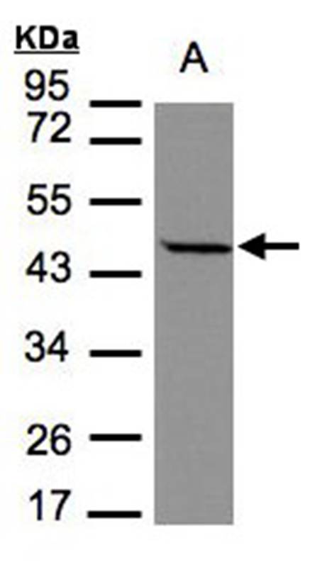 STOML1 antibody