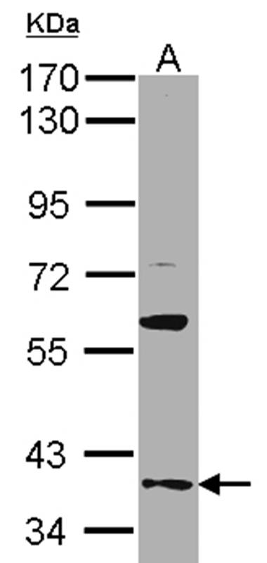 GAS2L1 antibody
