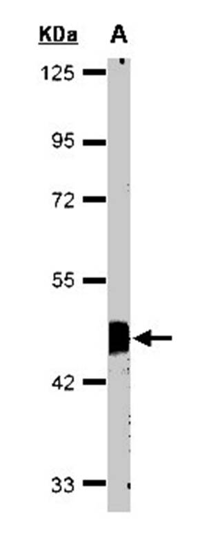 Flotillin-2 antibody
