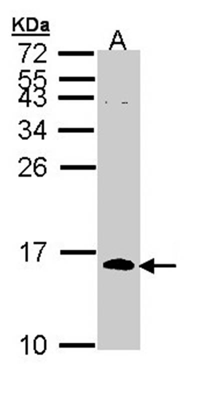 CDC26 antibody