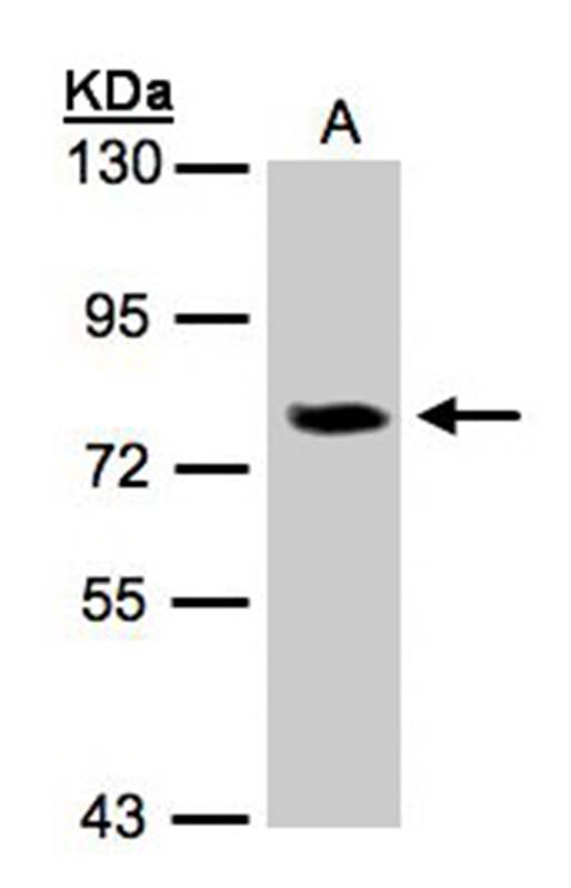 IL7 receptor D antibody