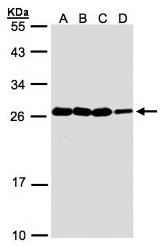 HN1 antibody
