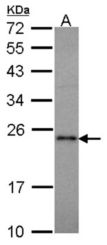 RAP1A antibody