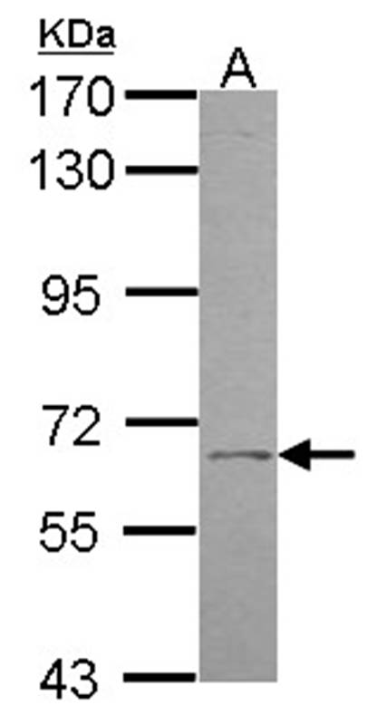 UGT1A9 antibody