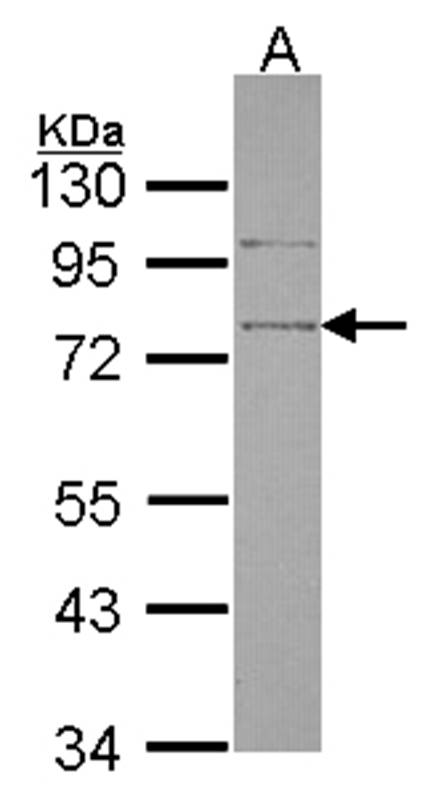 SRPX antibody