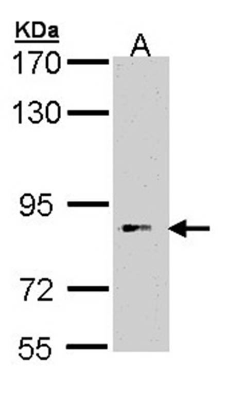 FLJ35630 antibody