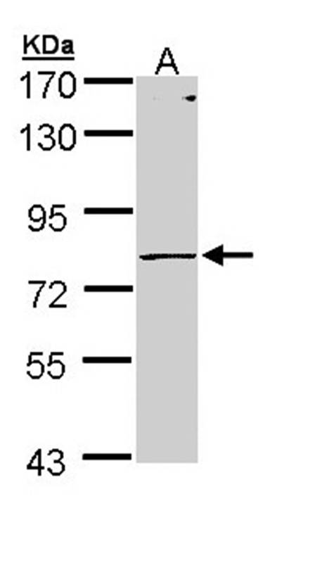 PIGR antibody
