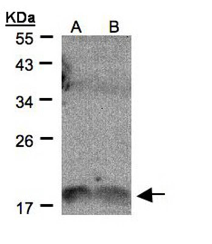 ILF9 antibody